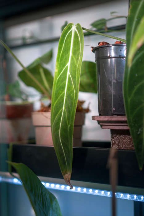 Anthurium Warocqueanum Dark Form Plant Care