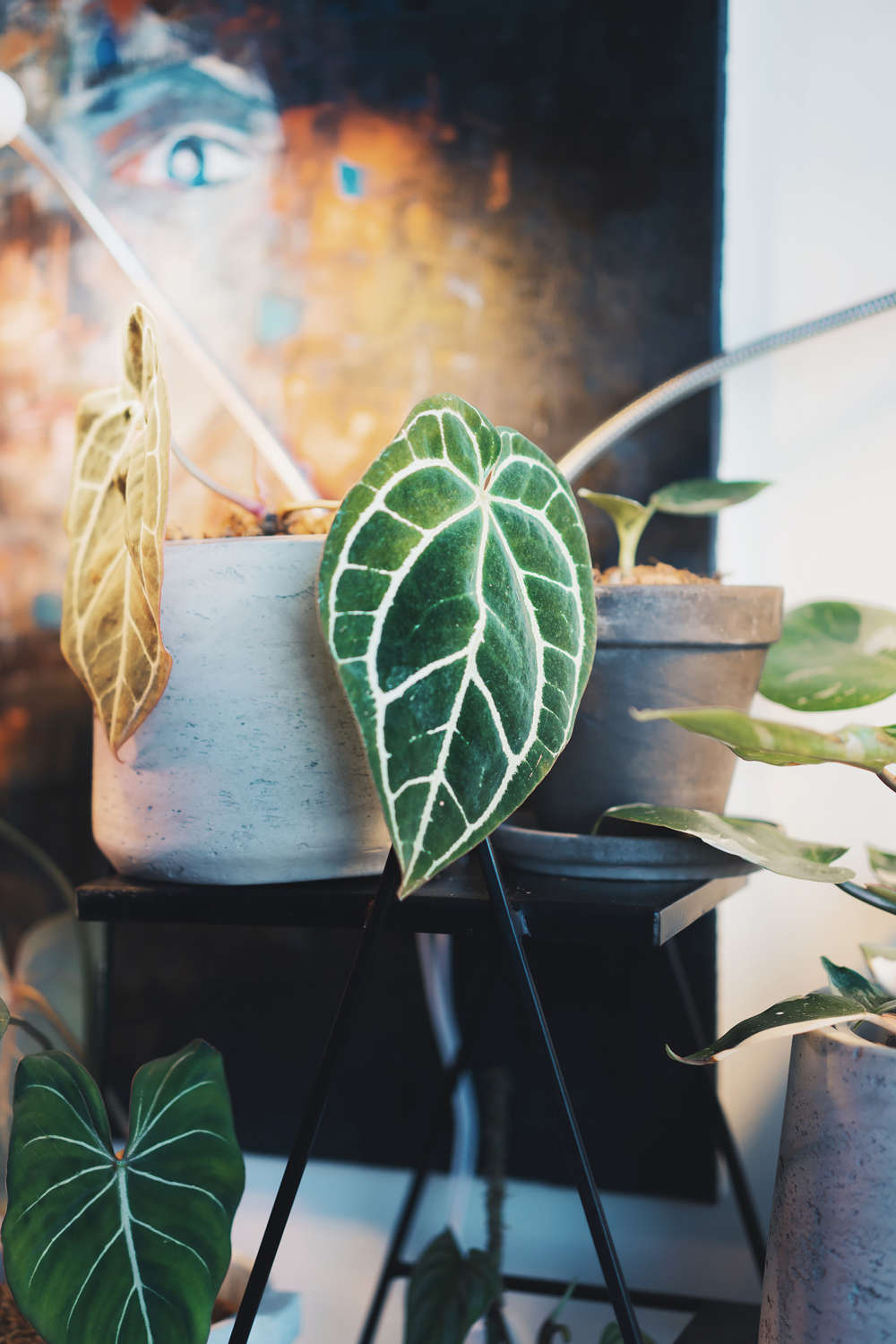 Anthurium Crystalinum