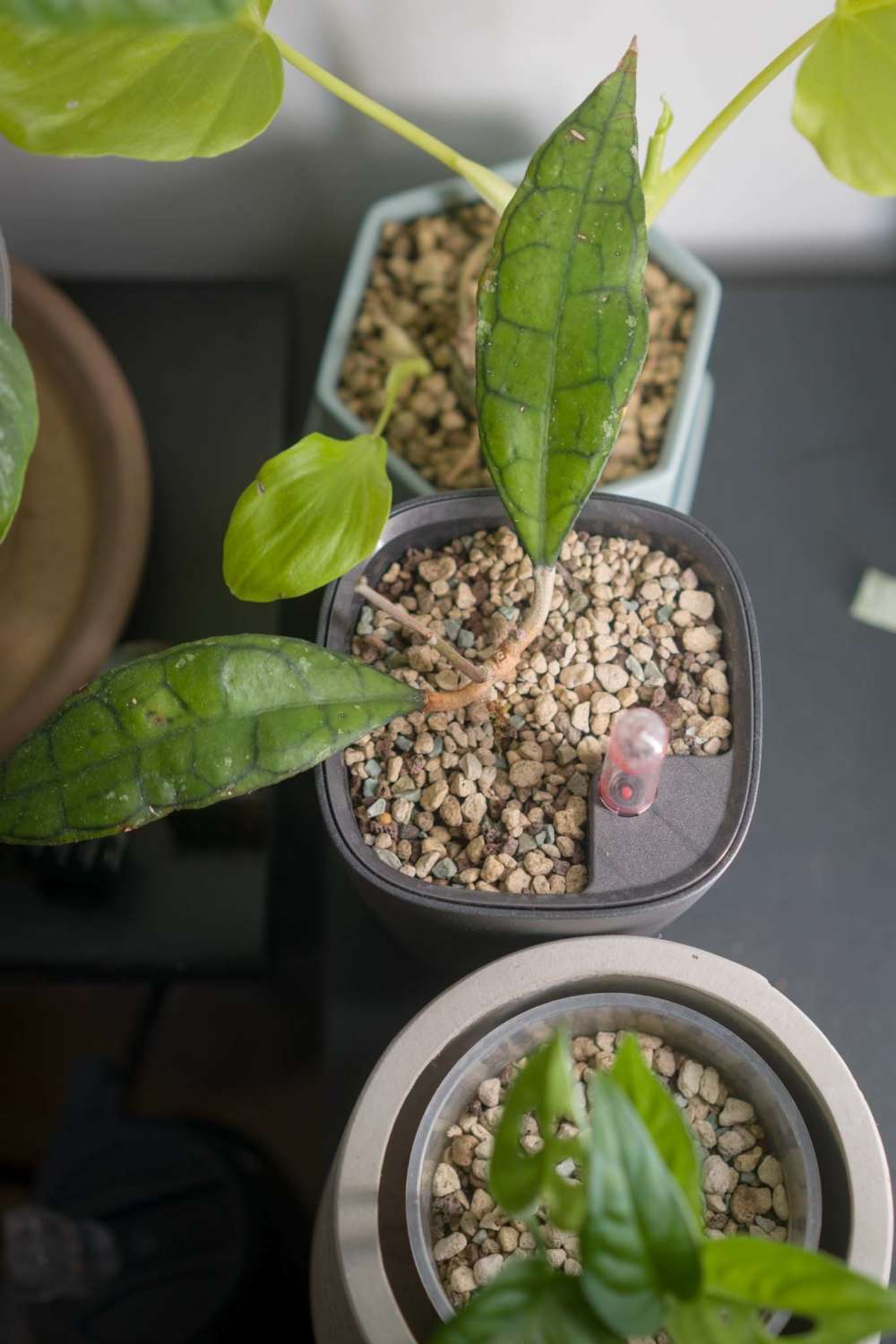 How to transition your plants to Lechuza Pon