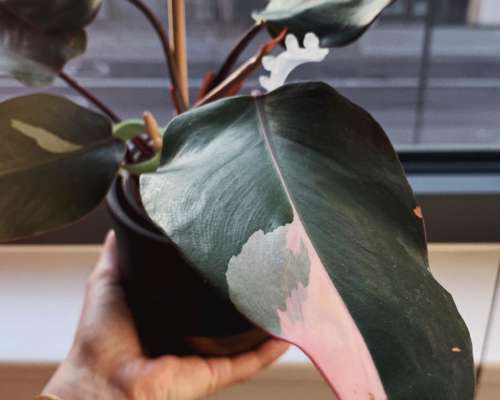 Philodendron-pink-princess