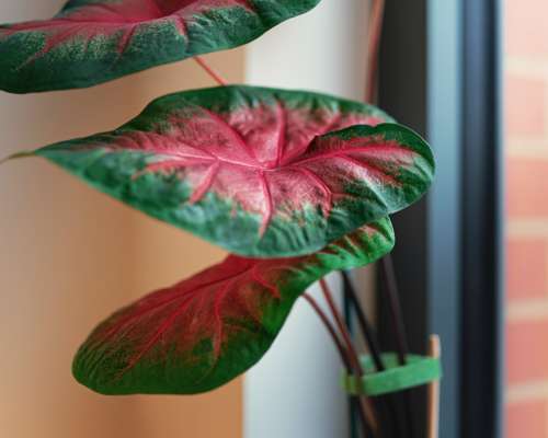 Caladium Freida Hemple