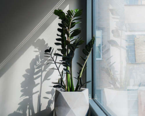 Best Low Light Indoor Plants ZZ Plant