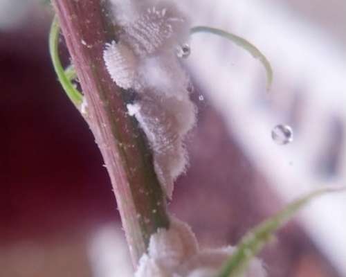 How to treat mealybugs on indoor plants