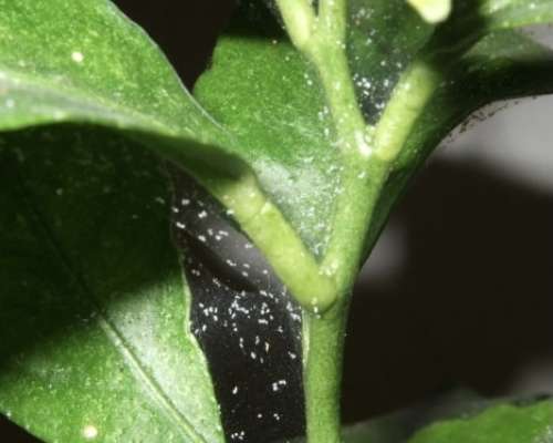 How to treat spider mites on indoor plants