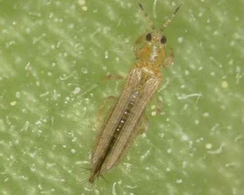How to treat thrips on indoor plants