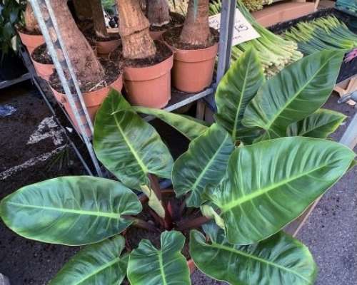 Why Visit Columbia Road Market for Plant Shopping