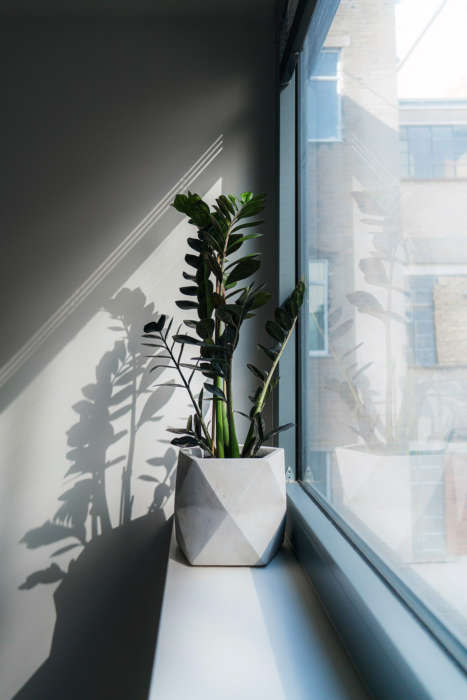 Best Low Light Indoor Plants ZZ Plant