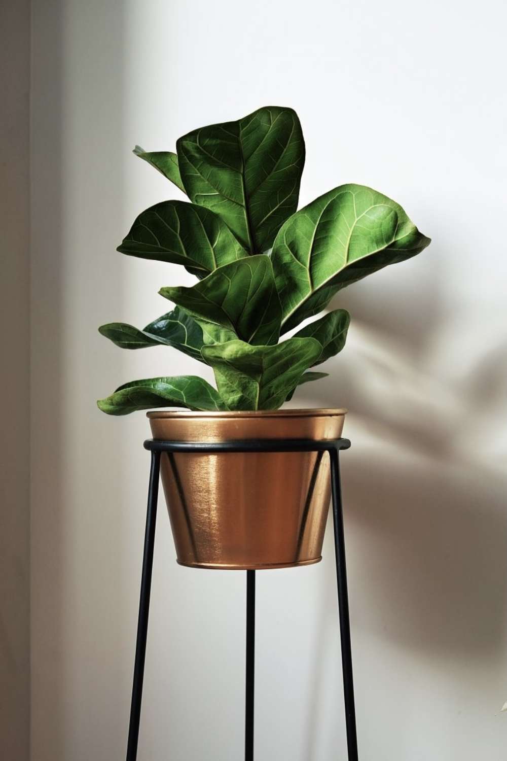 Fiddle Leaf Fig