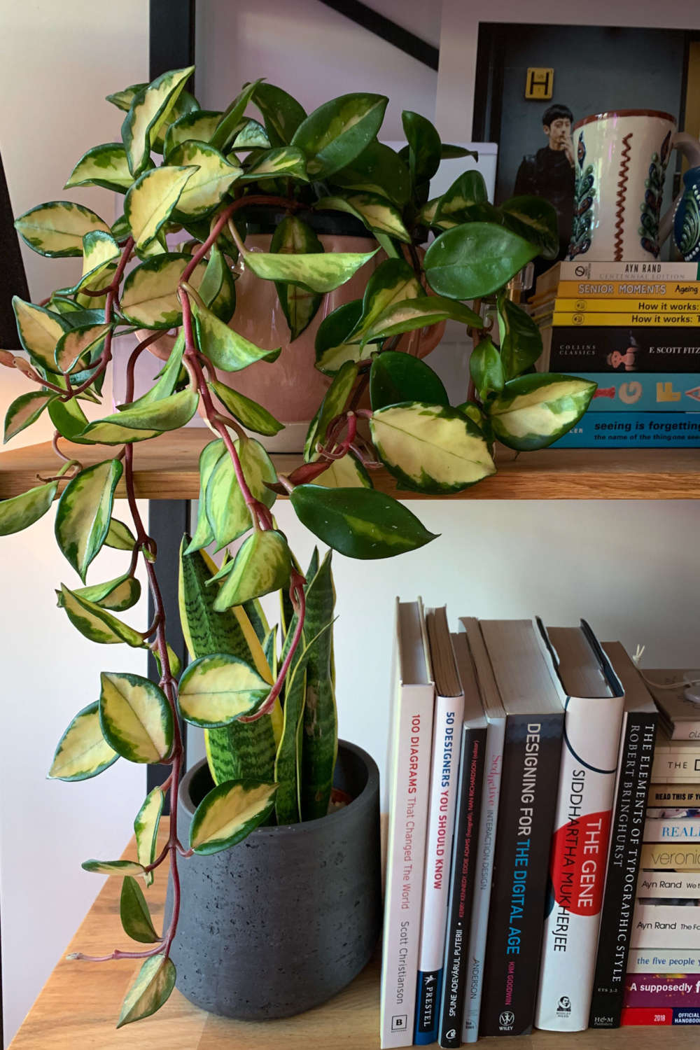 Hoya Carnosa Tricolor