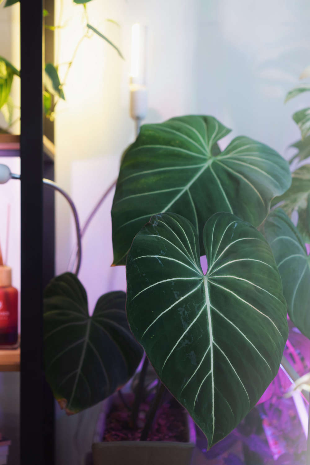 Philodendron Gloriosum Plant Care