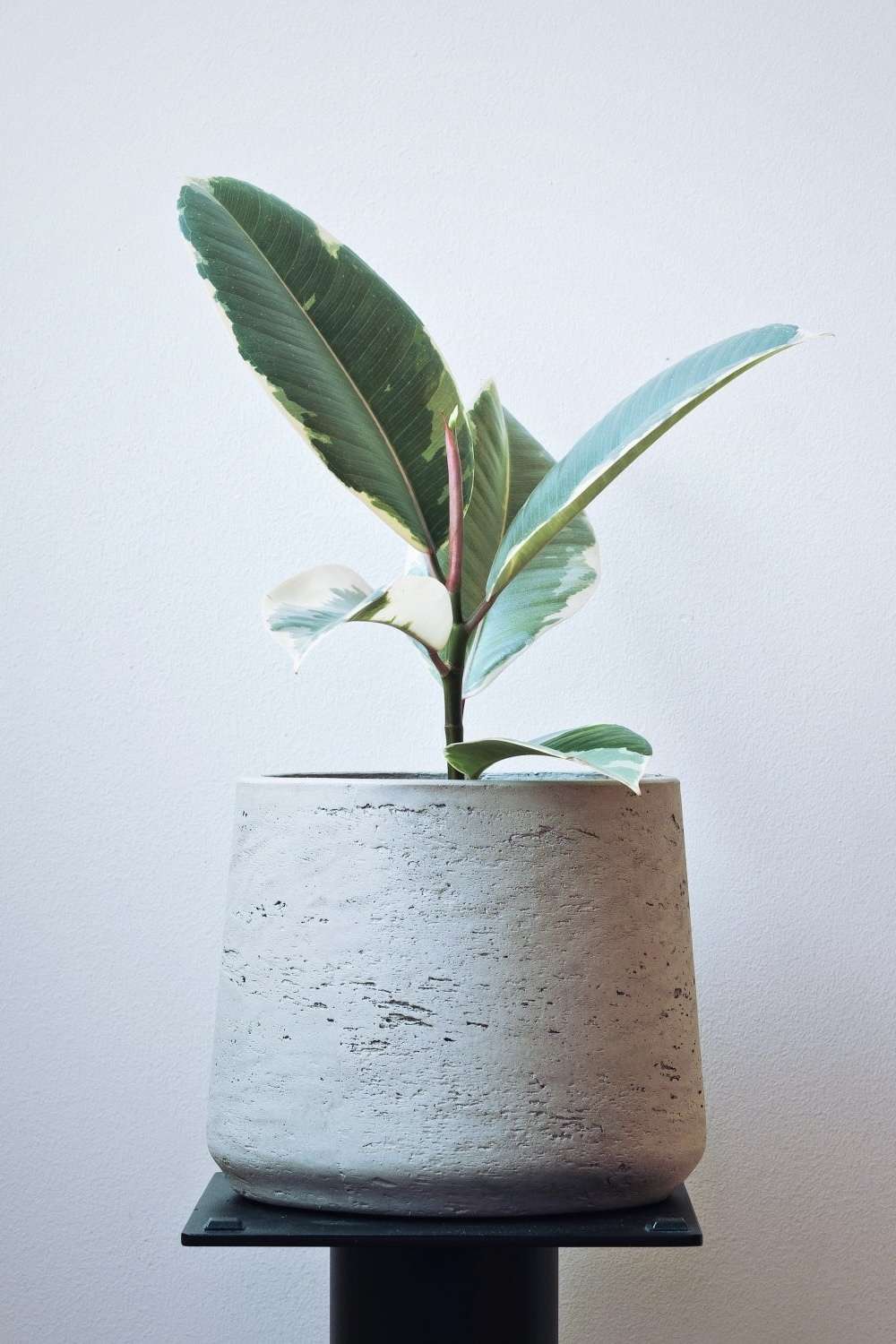 Variegated Rubber Plant