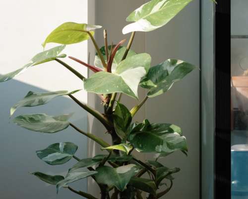 Philodendron White Princess Plant Care