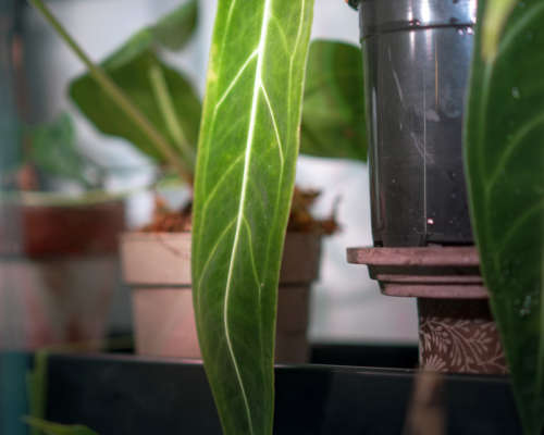 Anthurium Warocqueanum Dark Form Plant Care