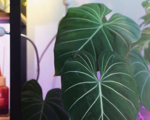 Philodendron Gloriosum Plant Care