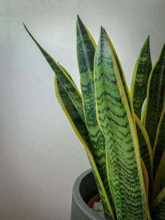 Best Low Light Indoor Plants Snake Plant