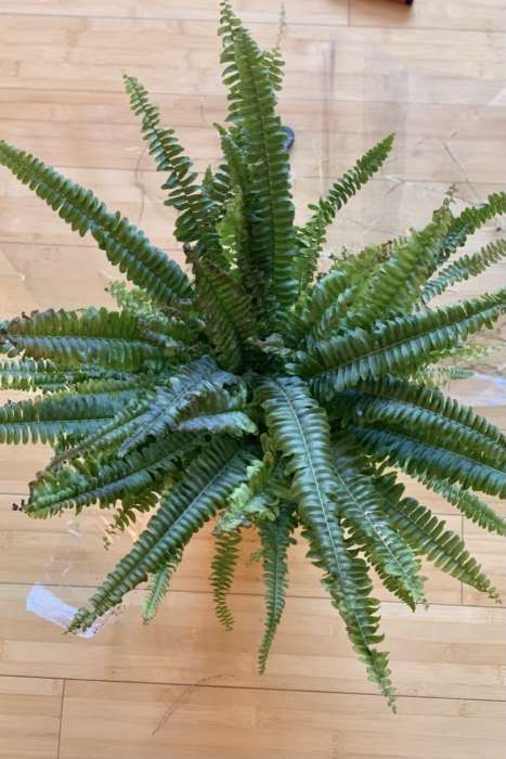 Boston Fern