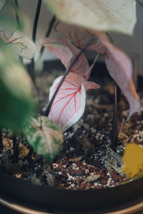 Caladium Florida sweetheart