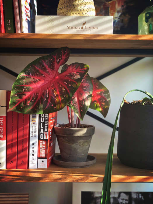 Caladium Red Flash