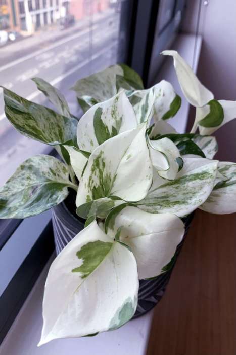 Manjula Pothos