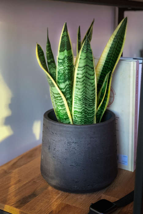 Snake Plant