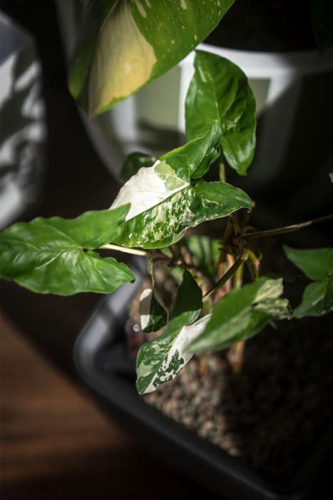 Syngonium Podophyllum Albo Variegated