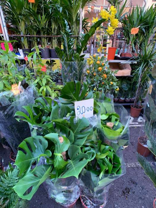 Columbia-road-flower-market_15